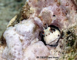Red-spotted blenny.  I would get close, he would go insid... by Dave Hunt 
